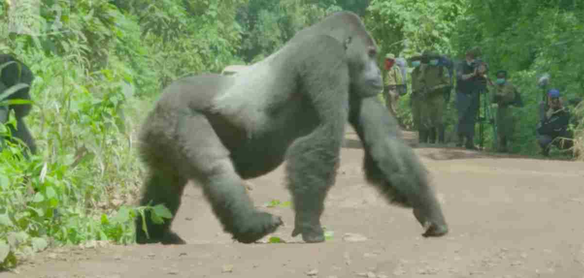 Zilverrug Gorilla