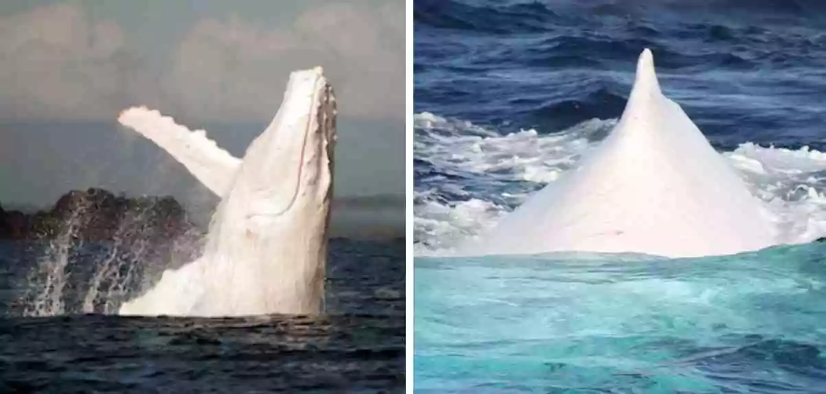 witte walvis