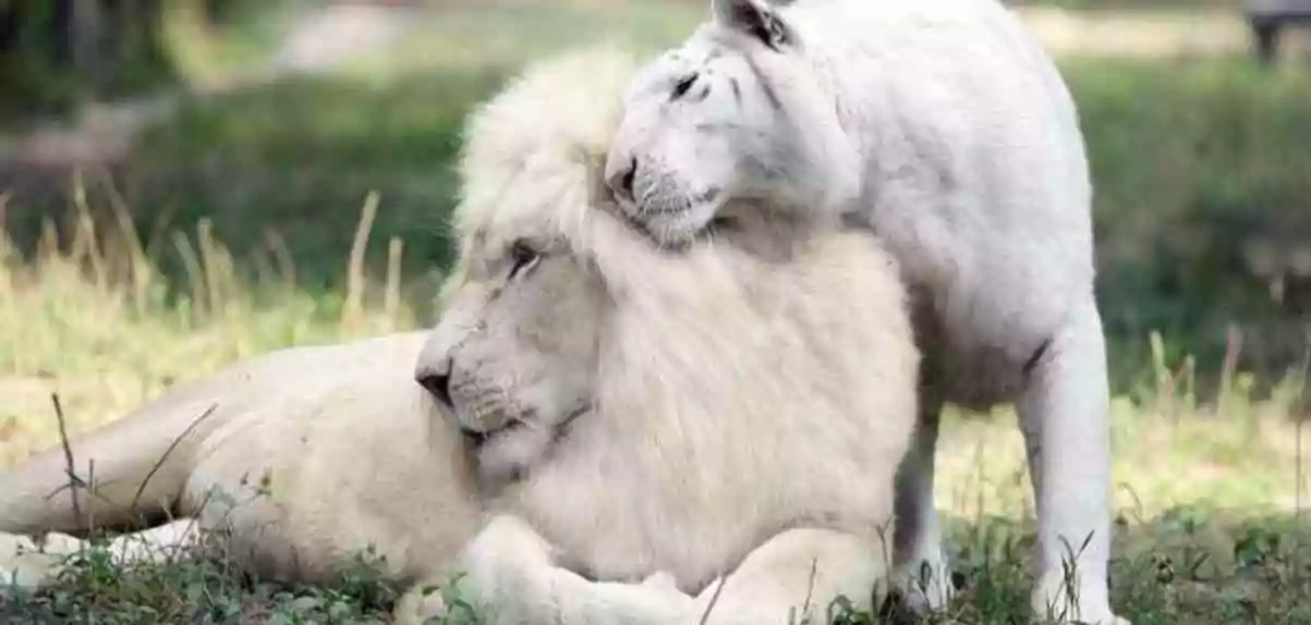 albino leeuw