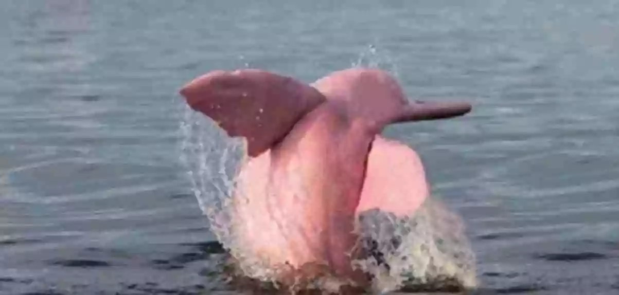 dolfijn kalfje