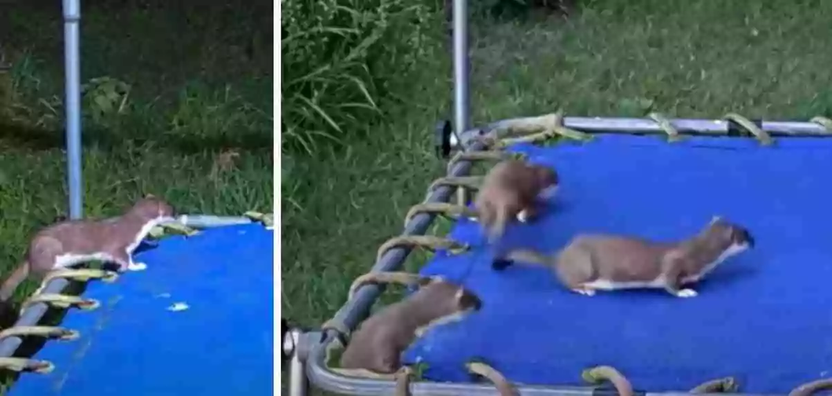 baby-hermelijnen