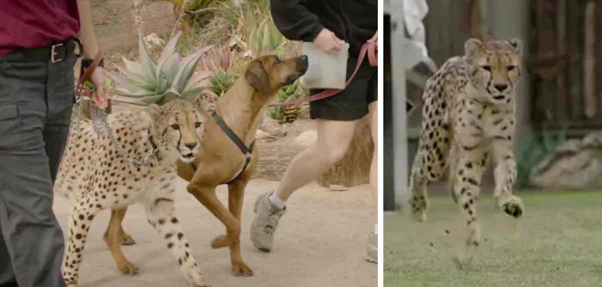 Cheetah snelheid