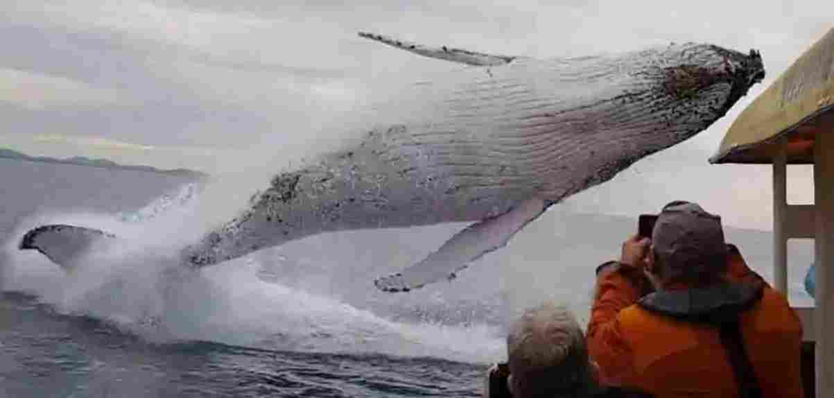 gigantische walvis