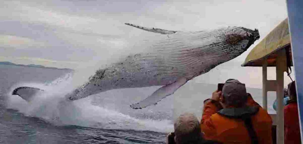 Gigantische walvis 8