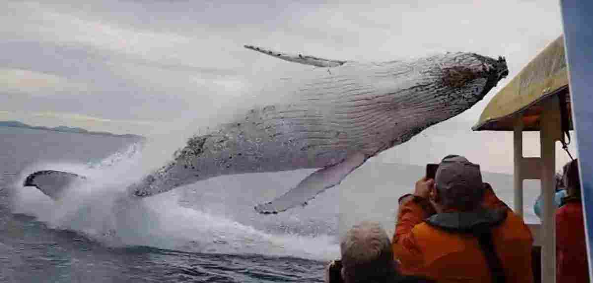 Gigantische walvis 8