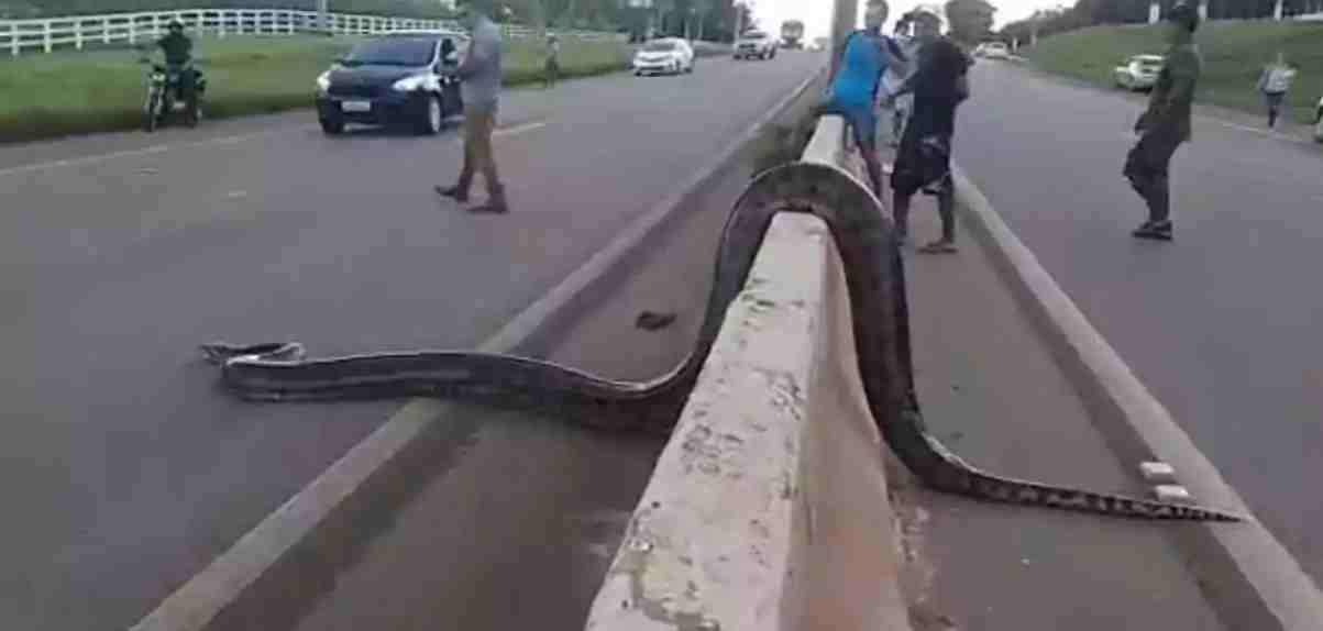 anaconda slangensoort snelweg