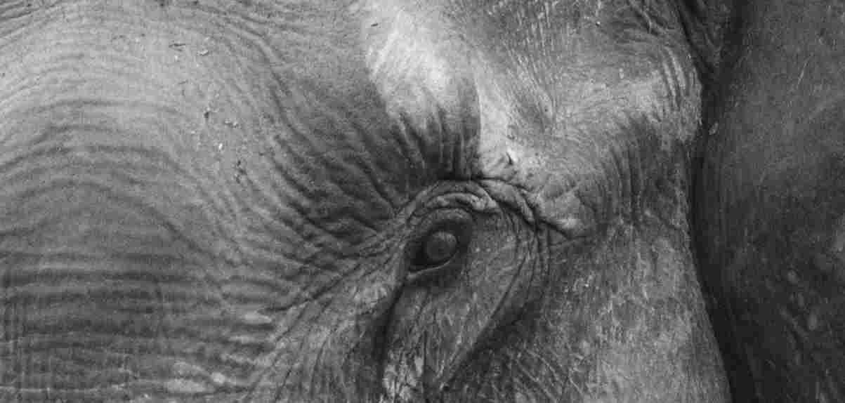 blije olifant