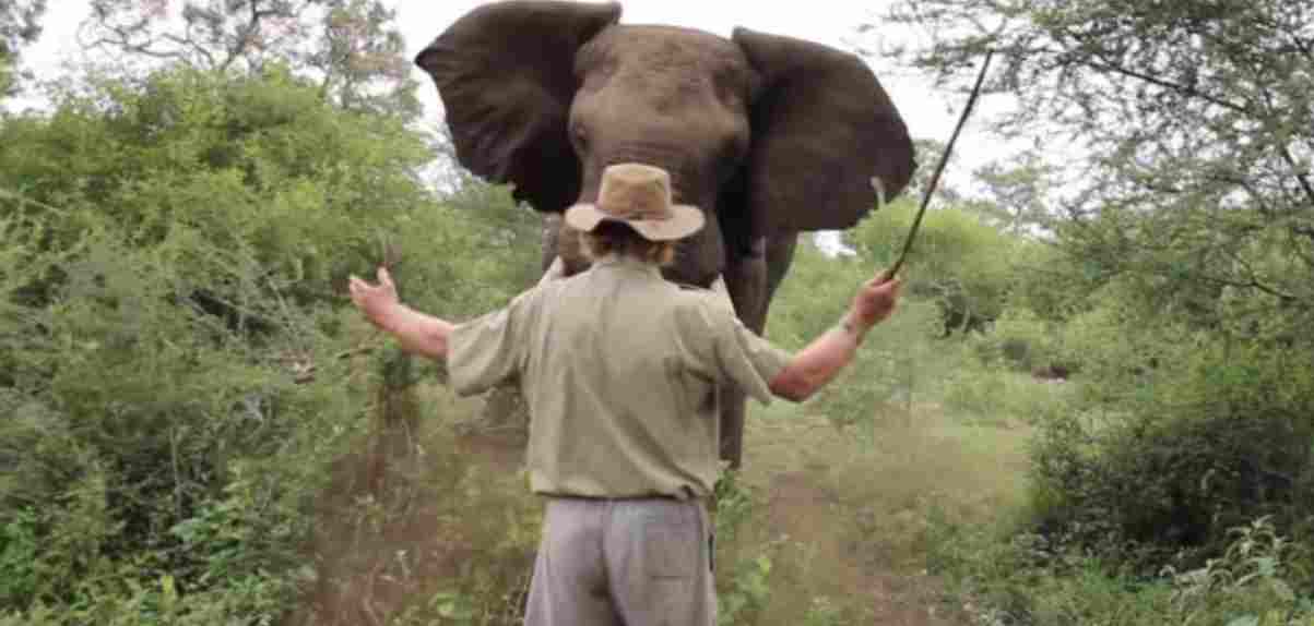 boswachter olifant 1