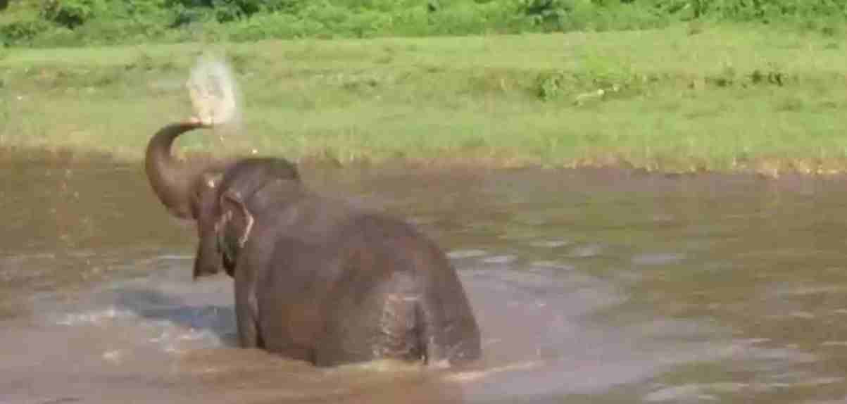olifant hereniging