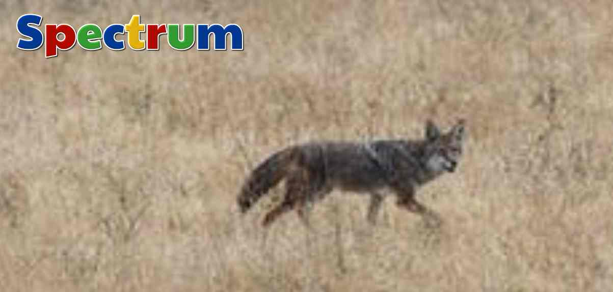 wilde coyote