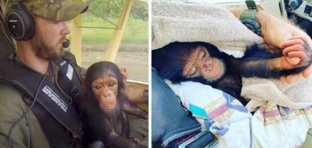 baby chimpansee