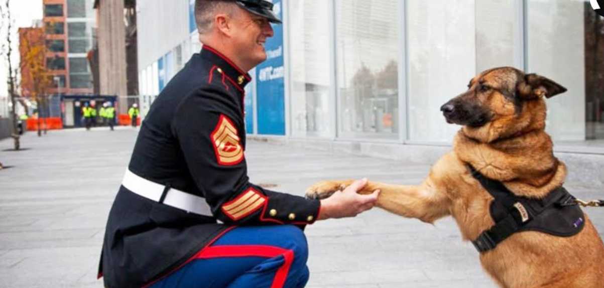 hond soldaat