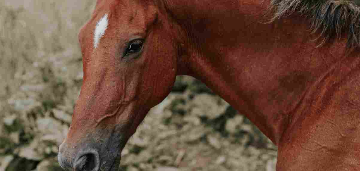  paard redden zwanger