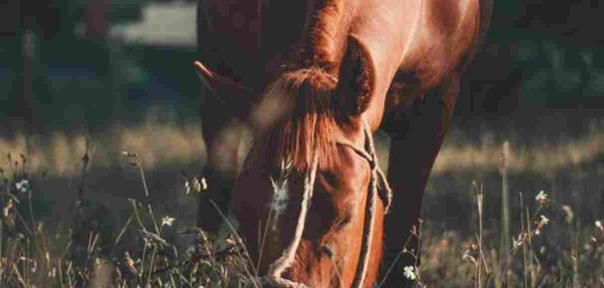 paard redden zwanger