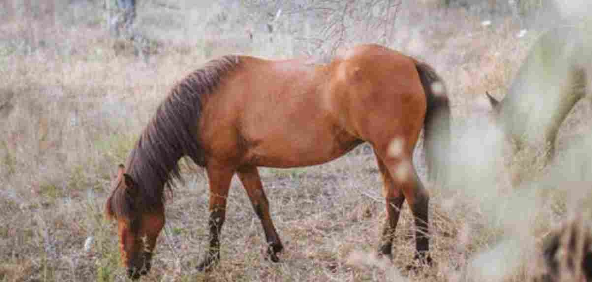 paard redden zwanger