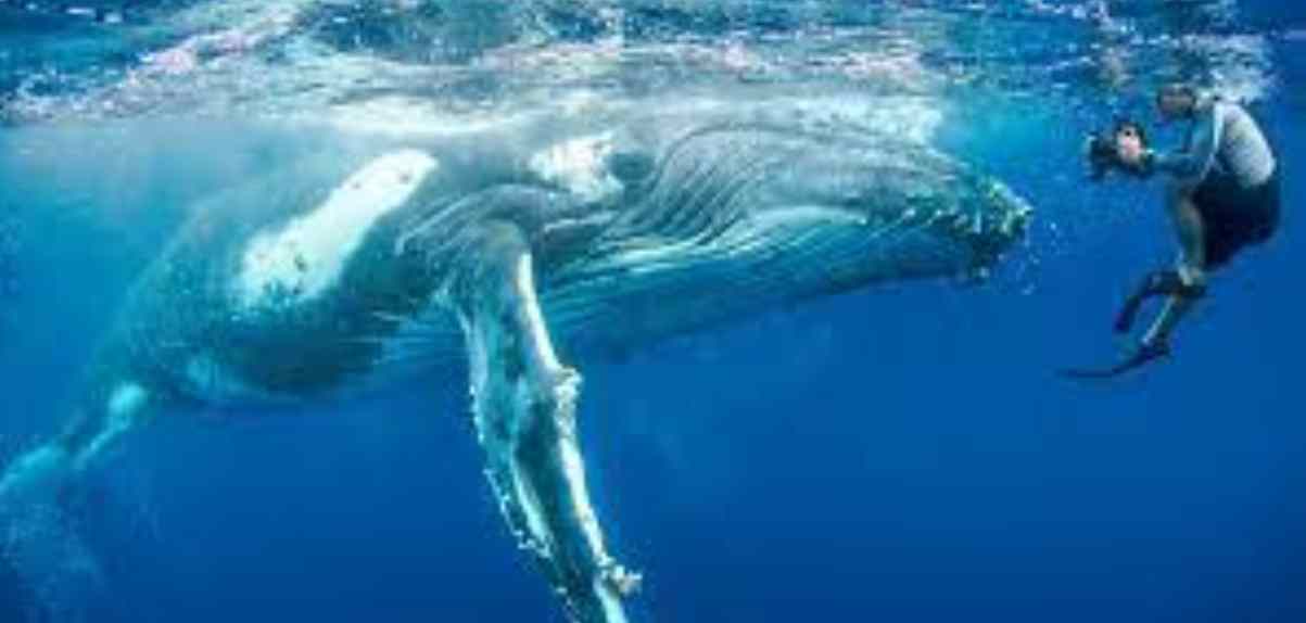 walvis (2)