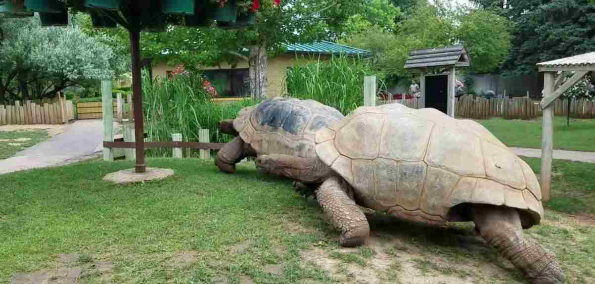  reuzenschildpadden