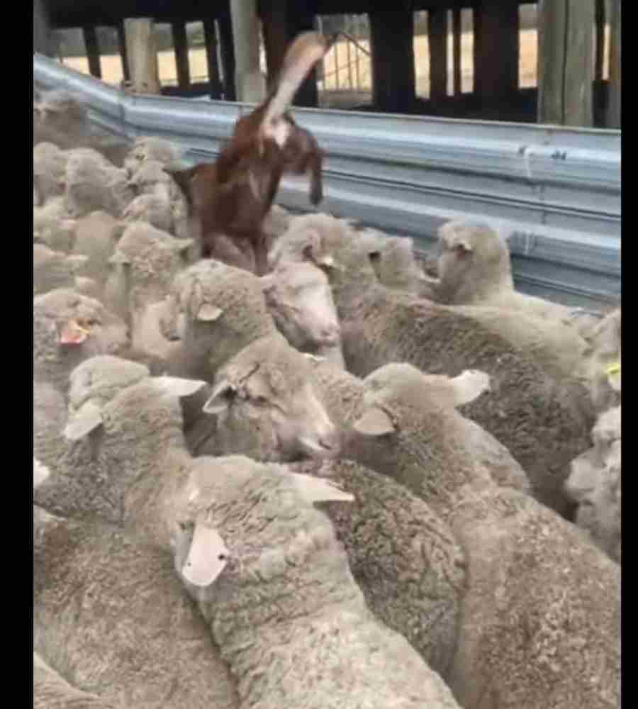schapenhoeden
