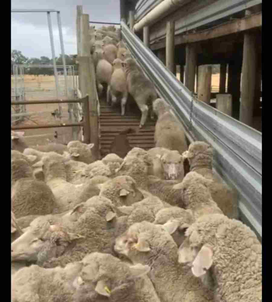 schapenhoeden